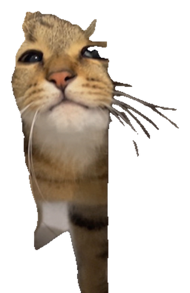Peekaboo leaning out sideways, whiskers first